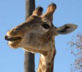 /album/aminais-do-zoo/zoo02-1-jpg/
